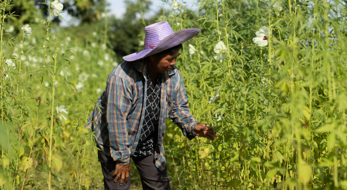 Farmer working in kenaf field